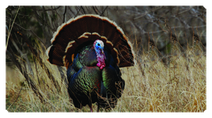 DSC700 315 Gone Hunting (Turkey)